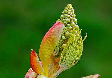 Chestnut Bud